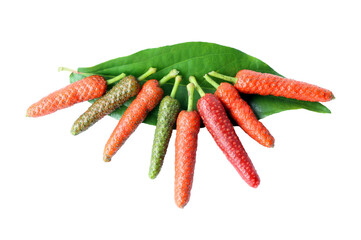 fresh long pepper (Piper retrofractum Vahl) with leaves isolated on white background