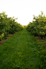 Orchard or garden of apple trees in the summer with blue sky and white clouds.