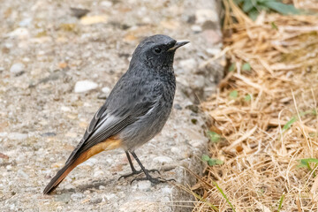Fototapeta premium Little black bird standing on the ground