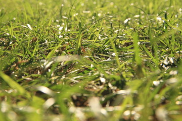 green grass in the garden