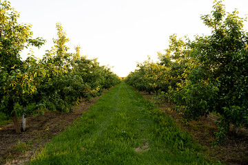 Orchard or garden of apple trees in the summer with blue sky and white clouds.