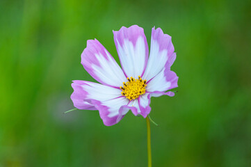 コスモス 今浜町コスモス畑
