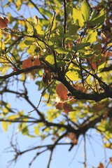 yellow autumn leaves