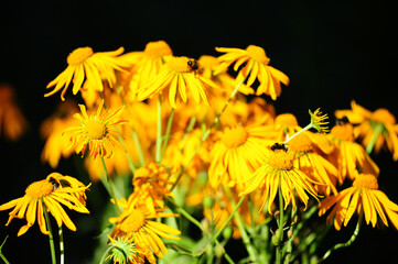 nula britannica flowers known also as British yellowhead