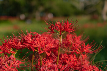 彼岸花 高島市桂浜園地