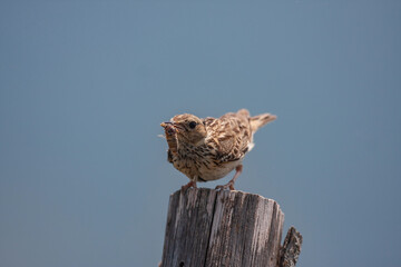 Woodlark (Lullula arborea) perched on a pine stump