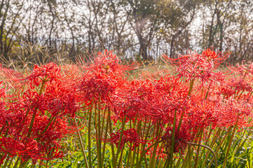 彼岸花 高島市桂浜園地