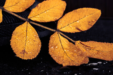 autumn leaves on the ground