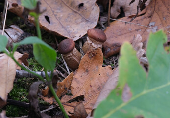 two small boletus mushrooms are growing next to each other in an oak forest