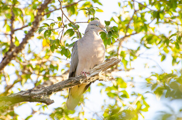 Dove, A beautiful dove taking advantage of the branches of a jabuticaba tree to rest, selective focus.