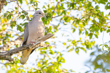 Dove, A beautiful dove taking advantage of the branches of a jabuticaba tree to rest, selective focus.