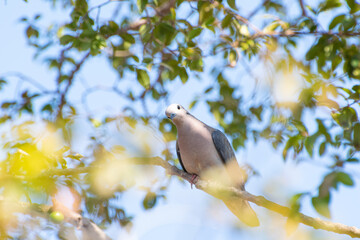 Dove, A beautiful dove taking advantage of the branches of a jabuticaba tree to rest, selective focus.