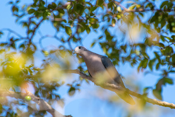 Dove, A beautiful dove taking advantage of the branches of a jabuticaba tree to rest, selective focus.