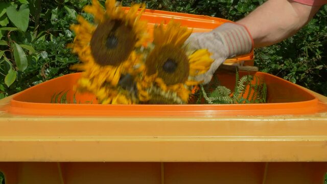 Closeup POV shot of a man&rsquo;s gloved hands lifting the lid of an orange garden waste bin, placing dead sunflowers inside, then shutting the lid.