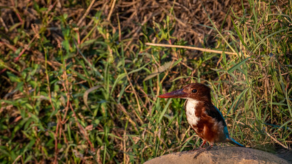 Isolated close up of a mature White-throat kingfisher bird- Northern Israel