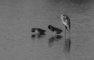 Isolated pair of wild ducks and a mature single Heron bird getting ready for the nightfall in the wild- Northern Israel