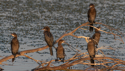 Isolated flock of Pygmy cormorant birds perching on twigs in the wild- Northern Israel