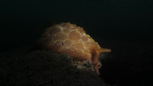 Large nocturnal marine creature slowly moving underwater light up by a scuba divers torch. Marine science video