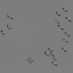 Beautiful large Pelican bird flock migrating during end of summer from Europe to Israel