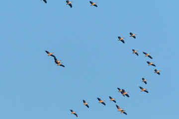 Beautiful large Pelican bird flock migrating during end of summer from Europe to Israel