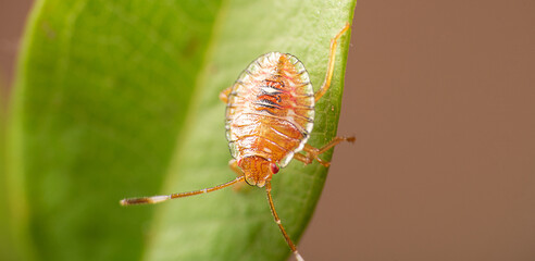 Macro, Wonderful details of the colors and textures of the macro world, selective focus.