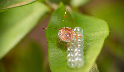 Macro, Wonderful details of the colors and textures of the macro world, selective focus.