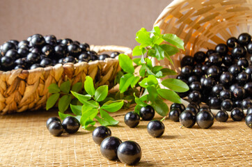 Jabuticaba, Jabuticabas freshly harvested and not yet washed and branches with leaves placed in a straw basket on a straw mat, selective focus.