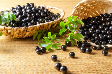 Jabuticaba, Jabuticabas freshly harvested and not yet washed and branches with leaves placed in a straw basket on a straw mat, selective focus.