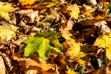 Background of autumn maple orange leaves with one green close-up