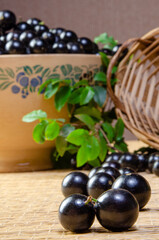 Jabuticaba, Jabuticabas freshly harvested and not yet washed in details on a straw mat, selective focus.