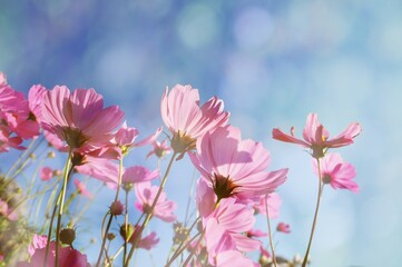 Obraz premium Beautiful pastel pink cosmos flowers blooming on bokeh overlay background.Overlay with bokeh