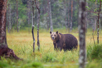 European Brown bear or Grizzly walks across the grasslands of Kuhmo Finland, Europe