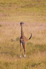 Maasai Giraffe grazing in the brown grass of the Masai Mara, Kenya