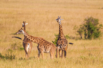 Maasai Giraffe grazing in the brown grass of the Masai Mara, Kenya