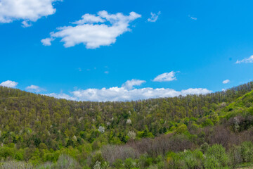 beautiful green trees on the hills