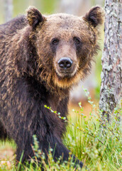 Obraz premium European Brown bear or Grizzly walks across the grasslands of Kuhmo Finland, Europe