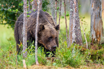 European Brown bear or Grizzly walks across the grasslands of Kuhmo Finland, Europe