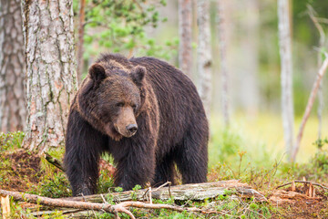 Fototapeta na wymiar European Brown bear or Grizzly walks across the grasslands of Kuhmo Finland, Europe