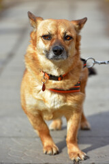 little ginger dog half-breed on a leash