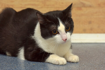 black and white european shorthair cat with orange eyes