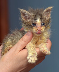 little dirty sick kitten in the animal shelter