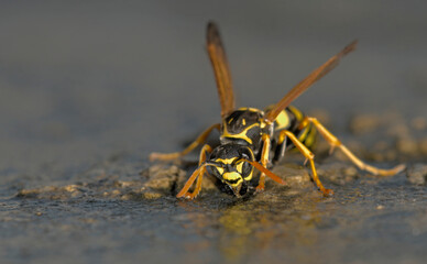 Polistes sp. wasp drinking water, Crete