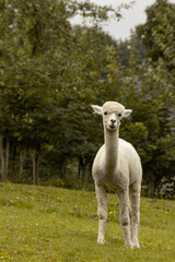 Weißes Alpaka