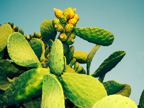Close-up of a prickly pear cactus against a blue sky, Italy