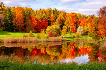 Obraz premium Autumn foliage in Pavlovsky park, Pavlovsk, Saint Petersburg, Russia