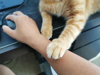 Ginger cat sitting beside the computer and putting it's paw on the owner's arm. Work from home with...