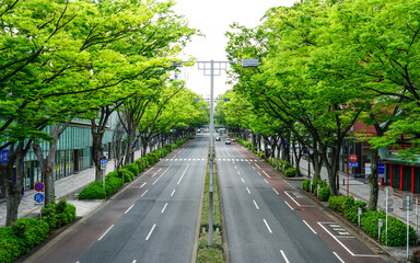 表参道 新緑のケヤキ並木（東京都渋谷区）