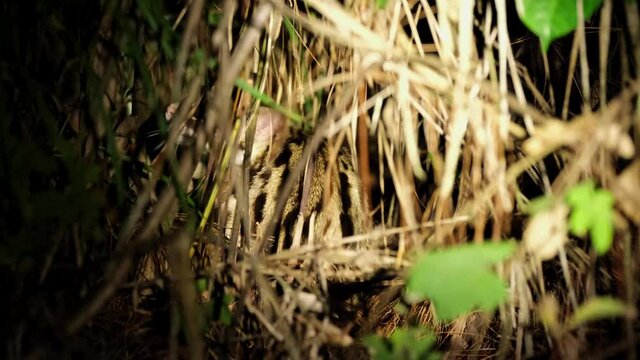 Seen deep in dried grass in the forest scratching and well hidden as revealed by a flashlight; Leopard Cat, Prionailurus bengalensis, Thailand.