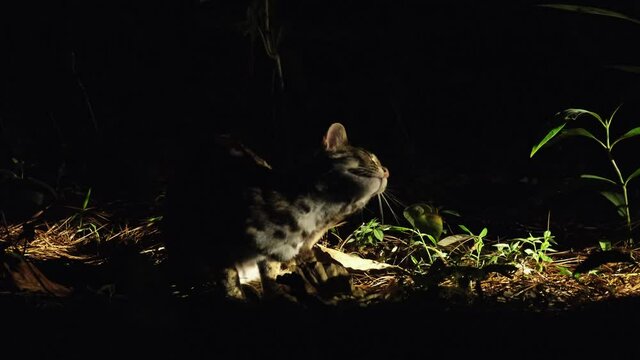 Seen in the open in the middle of the night scratching its right ear as revealed by a flashlight from the right side of the frame; Leopard Cat, Prionailurus bengalensis, Thailand.