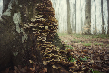 Fototapeta na wymiar mushrooms on tree trunk in the woods
